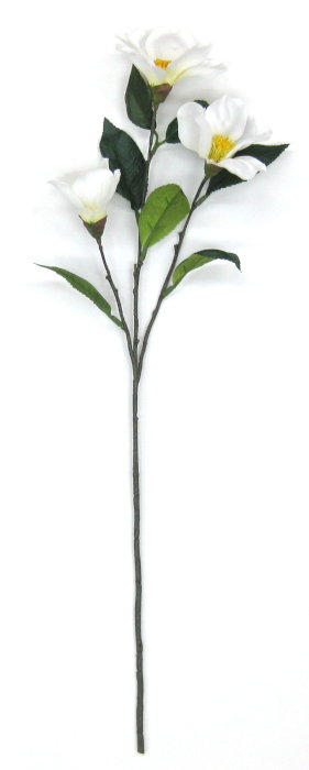 椿 さま 専用ページ Images.aspx?fname=/store/