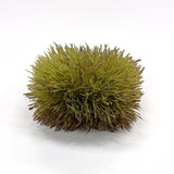 造花 イガ栗（毬栗）の実 - フェイクフルーツ・果物