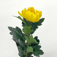 造花 菊 5本セット A